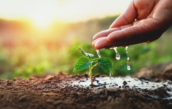 Hand pours water gently onto tender green sprout