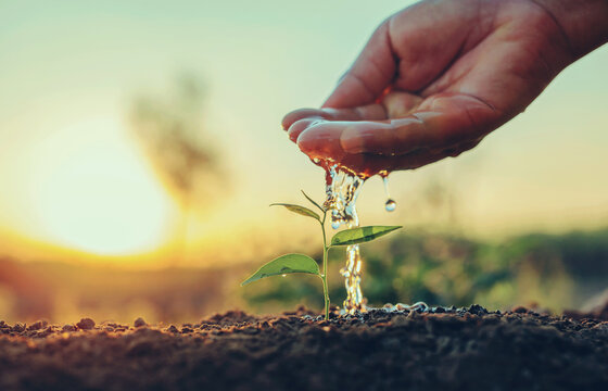 Hand pours water gently on  tiny green sprout