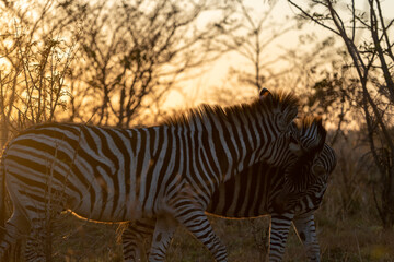 Two Plains Zebras in Dramatic Golden Sunset Light in African Bush © VittorePhotography