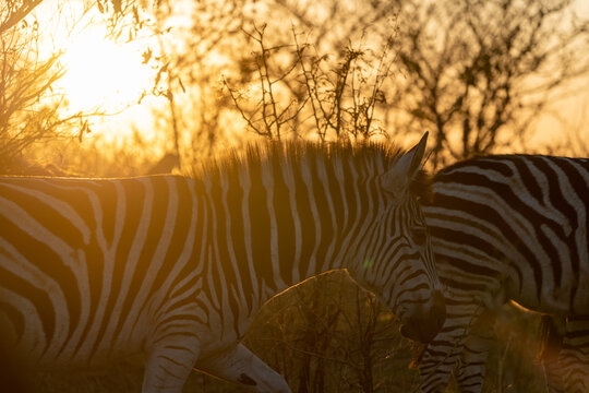 Zebras Bathed in Warm Orange Golden Hour Light in African Bush Savannah
