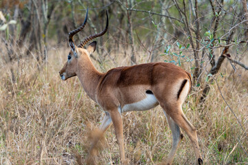 Obraz premium Male Impala with Curved Horns Standing in Dry African Bush Savannah