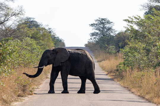 African Elephant Crossing Paved Road Through Bush in Kruger National Park