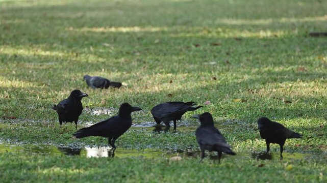 Group of black crows gathered on wet grass in park, one drinking water.