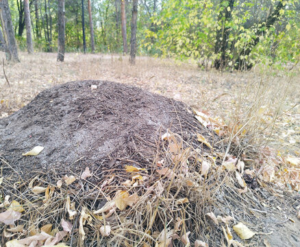 Large natural anthill constructed from soil, twigs, and pine needles in an autumn forest, surrounded by dry fallen leaves, withered grass, and trees under soft natural light.