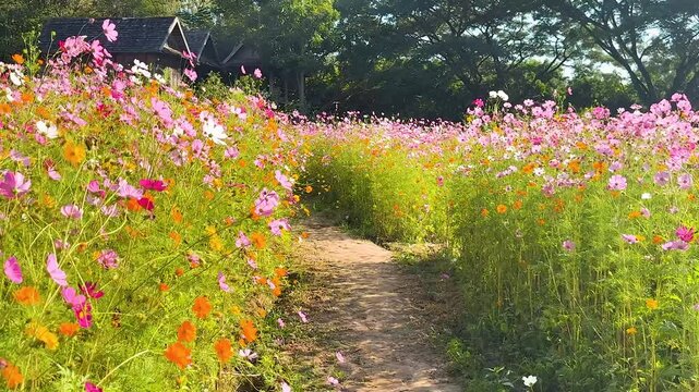 A path through beautiful and colorful cosmos flowers field with a traditional Thai house in the background.