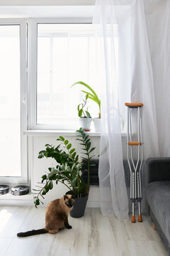 Domestic interior with sofa and cat and crutches