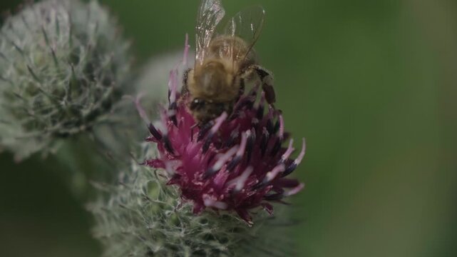 Macro Close Up Of Honeybee Pollinating Burdock Flower In Summer Garden