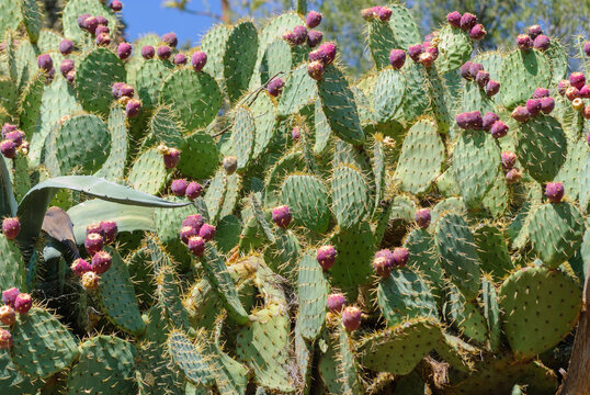 Purple prickly pears on an Opuntia cactus plant, Mediterranean
