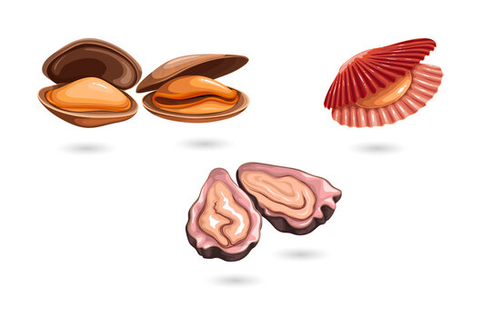 Seafood scallops and clams transparent background