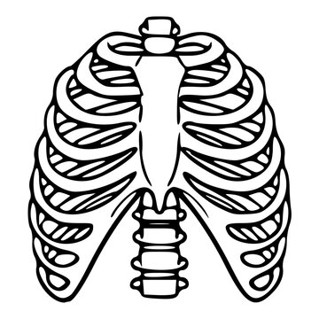 human rib cage line art illustration for halloween and anatomy concept