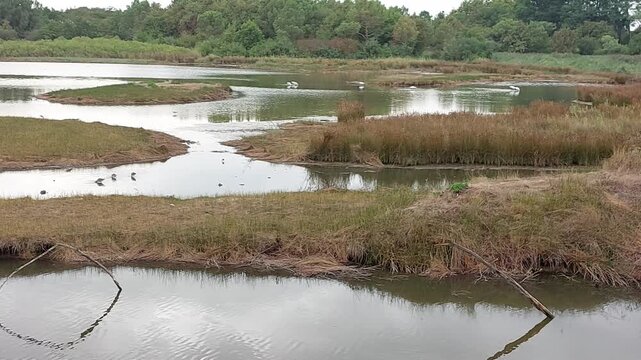 Zone naturelle du Teich - Gironde - Nouvelle Aquitaine