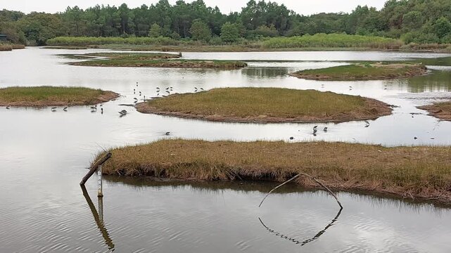 Zone naturelle du Teich - Gironde - Nouvelle Aquitaine