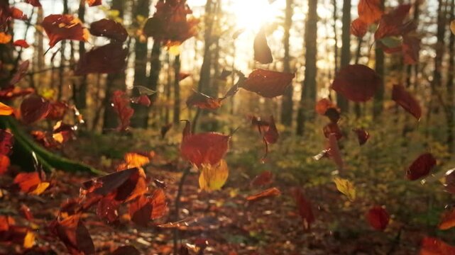 Loads of autumn leaves falling down beautifully in slow motion in front of the sun in the forest