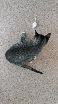 Cat with disability plays at animal shelter, engaging with toy mouse