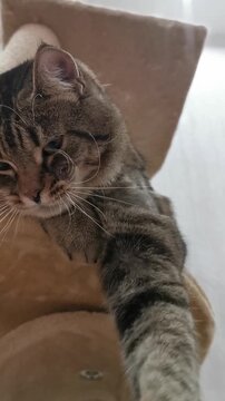 Cat shelter features friendly cats interacting and enjoying their time together in a bright and cozy environment