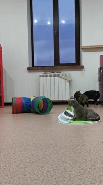 Cats play and explore at the animal shelter with colorful toys and cozy spaces