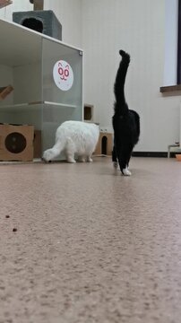 Cat shelter animals explore their space and interact with each other inside a cozy environment