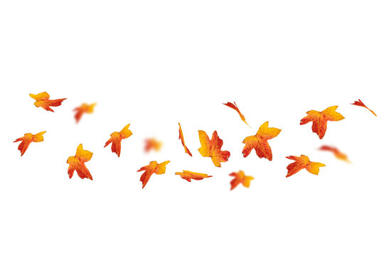 Falling orange autumn maple leaves in motion blur isolated on transparent background