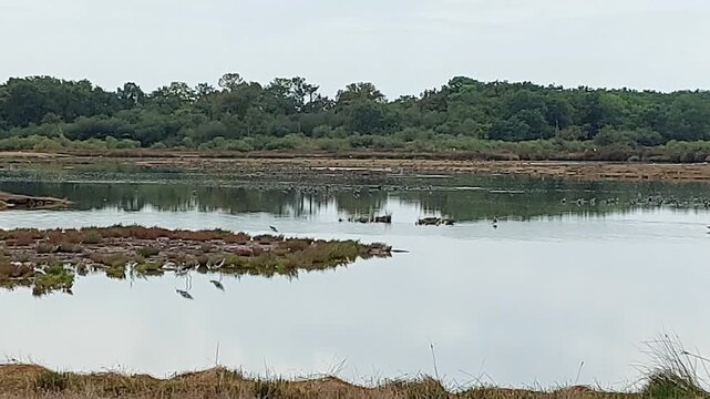 Zone naturelle du Teich - Gironde - Nouvelle Aquitaine