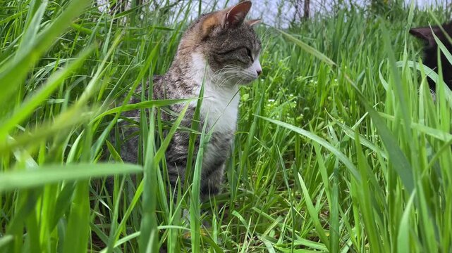 Two stray cats hunting an insect in high green grass with funny startled reaction