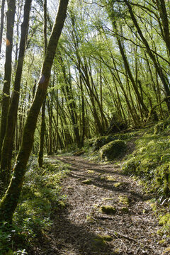 Vertical photo of a path through the forest in spring.