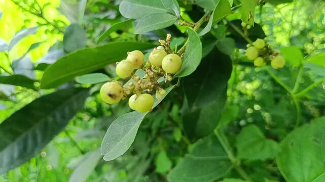 Close-up photo of small unripe yellow berries hanging from slender branches surrounded by bright green leaves in a sunlit natural setting.
