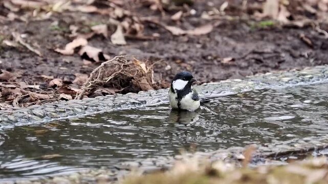 Small great tit bird standing in a shallow water channel preparing to bathe with fallen dry autumn leaves in the background
