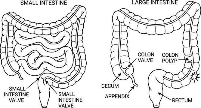 Small and large intestine digestive system anatomy diagram line icon set isolated on white background for medical education
