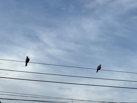 Two doves sitting on separate electrical power lines against a clear blue sky, showing urban wildlife, distance, connection, and communication in calvia, spain, copy space