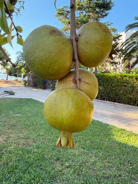 Unripe pomegranates growing on a branch in a garden, symbolizing growth, natural abundance, and the process of fruit ripening in calvia, balearic islands
