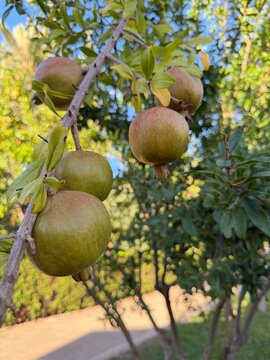 Green pomegranates growing on tree branch in sunlight, symbolizing harvest, natural growth, freshness, and healthy fruit in calvia, balearic islands, spain