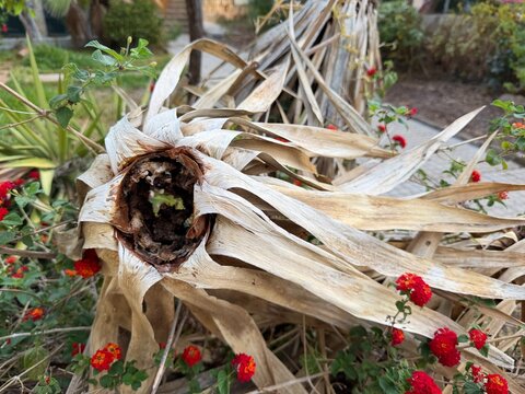 Dried palm fronds creating a natural shelter for new green growth and vibrant red flowers, symbolizing resilience and the continuous cycle of nature in calvia, spain, copy space