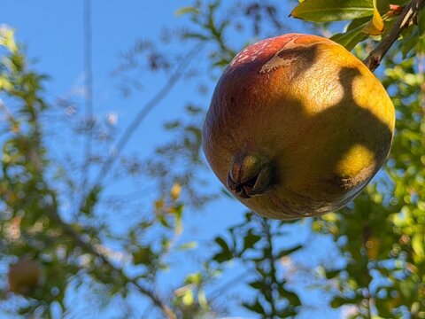 Pomegranate ripening on a sunlit tree branch in calvia, balearic islands, showcasing fresh, healthy mediterranean agriculture, vibrant foliage and natural nutrition, copy space