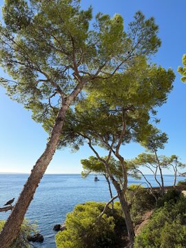 Mediterranean pine trees with green foliage framing a tranquil sea view, a small boat navigating the clear blue water under a bright sky, coastal landscape in calvia, balearic islands