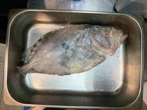 Whole raw fish lying in a stainless steel tray, offering a fresh ingredient for cooking a meal, symbolizing a healthy diet and fresh catch from the sea
