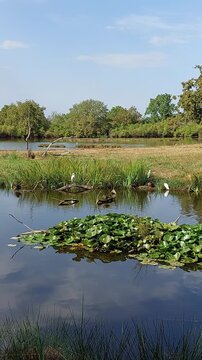 Zone naturelle du Teich - Gironde - Nouvelle Aquitaine