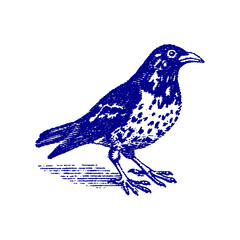 Fototapeta premium PNG Vintage bird illustration art