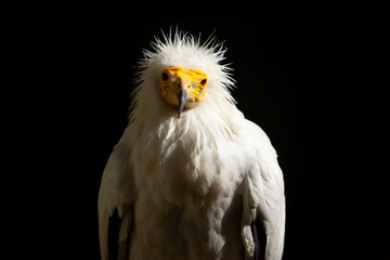 Fototapeta premium A close-up of a vulture against a black background. A large predator perched on a branch in the wild. African birds.
