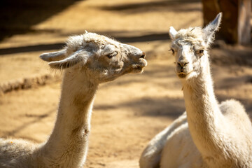 Fototapeta premium Llama close-up. Portrait of a light-colored llama.