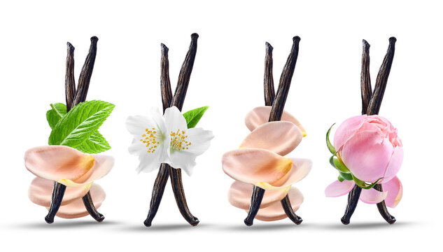  Vanilla stick with flowers on white background