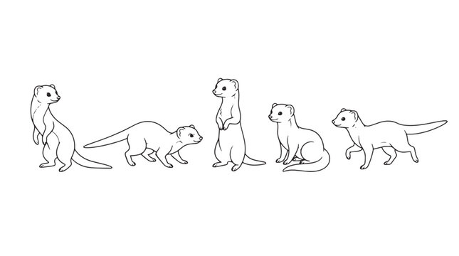 Minimalist weasel line art collection, set of 5 ferret and stoat vector illustrations, hand drawn black and white mink animal sketches isolated on Transparent Background