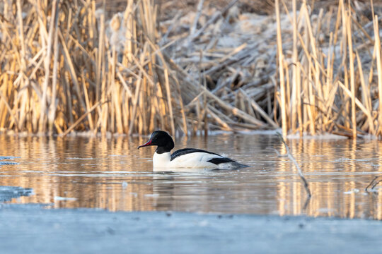 Male Common Merganser Holding Fish In Beak
