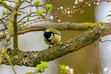 Titmouse Is Sitting On Branch © tan4ikk