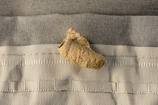 Tube-shaped mud nest of an Asian mud-dauber wasp or solitary potter wasp (Sceliphron curvatum) on a curtain indoors in an apartment