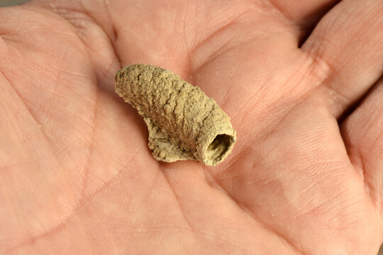 Tube-shaped mud nest of a solitary Asian mud-dauber wasp or potter wasp (Sceliphron curvatum) in a hand