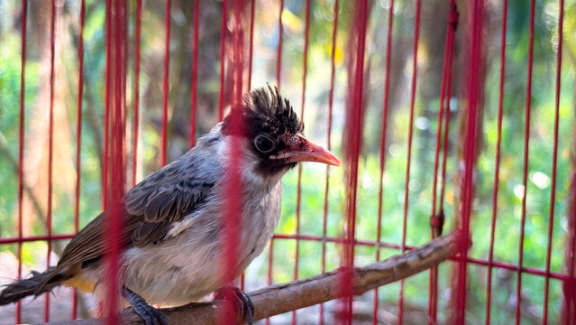 Sooty headed bulbul bird perching on a branch inside a red wire cage outdoors.