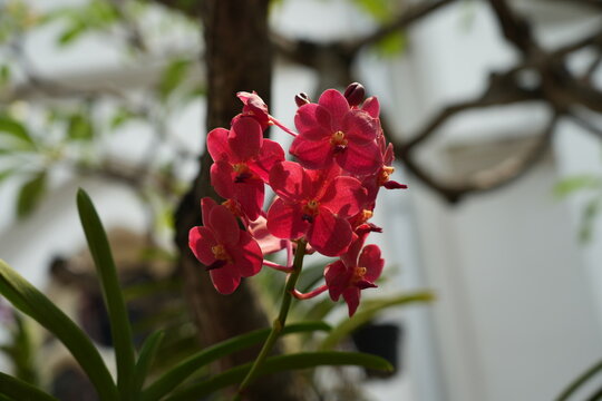 Vibrant Red Vanda Orchid Flowers in Natural Light