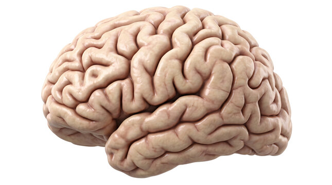 Human brain anatomy 3D render. Detailed neurological structure with cerebral cortex and sulci. Isolated white background
