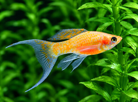 Molly fish in aquarium