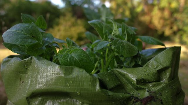 Potatoes growing in a green grow back sack